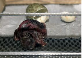 Japan's 2nd crested ibis bred in captivity hatches